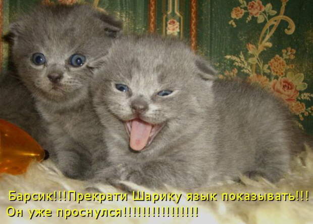 Котоматрицы (50 штук) Котоматрицы (50 штук)