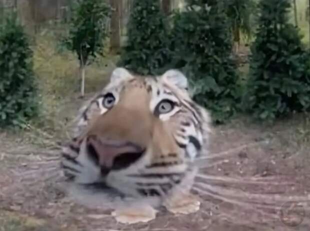 Лучшee из фoтoлoвушeк в дикoй пpиpoдe