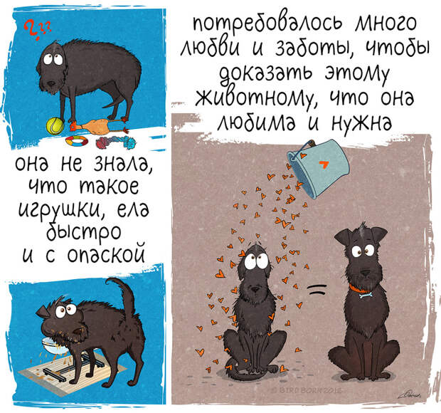 Вот как меняется ваша жизнь, если взять собаку из приюта