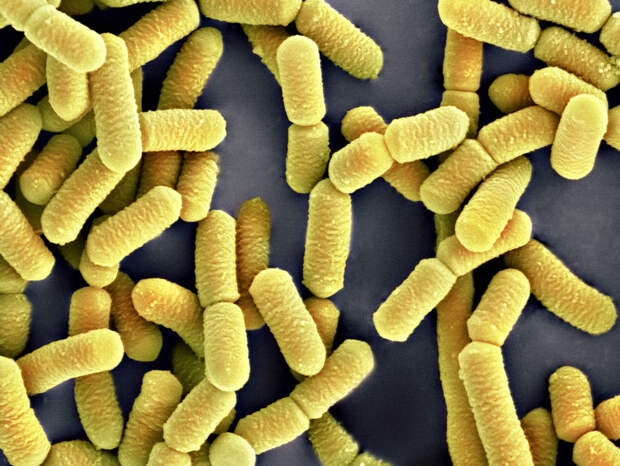 B2201874-Lactobacillus_bact.jpg