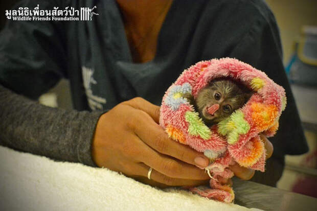 Мармосет - один из самых маленьких видов обезьян.