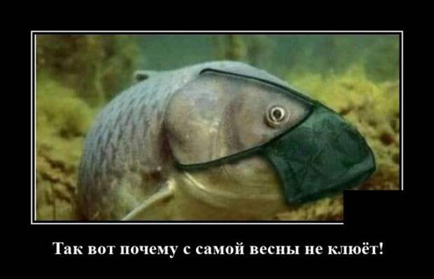 demotivatory-demotivator-smeshnye-demotivatory-demotivator-so-smyslom