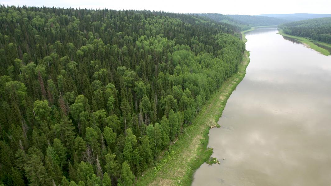 Предсказано уничтожение сибирского леса через 15 лет