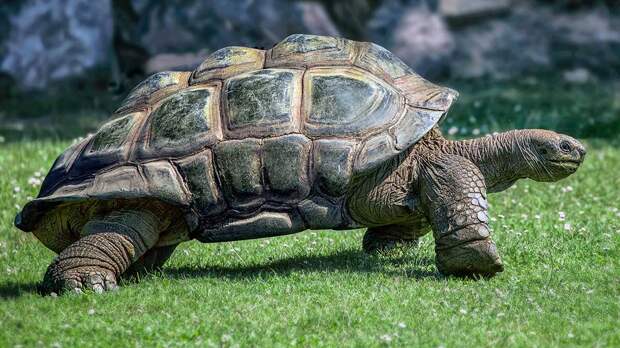 Сухопутные черепахи переехали в летний вольер Московского зоопаркаа