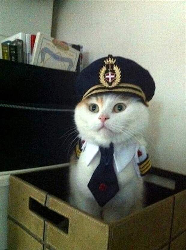 lolcats76 100 лучших фотографий кошек всех времен и народов