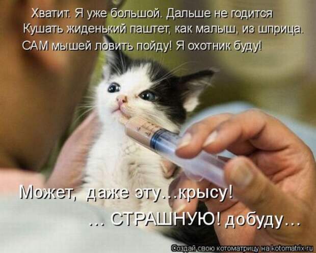 Свежая котоматрица для всех (38 фото)