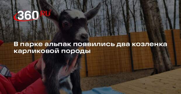 В парке альпак появились два козленка карликовой породы