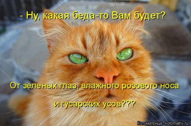 Лучшие котоматрицы недели (50 фото)