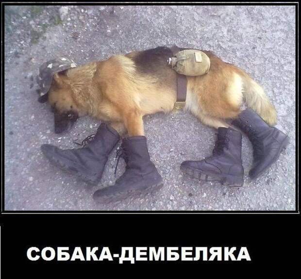 Смешные и прикольные демы (25 фото) Смешные и прикольные демы (25 фото)