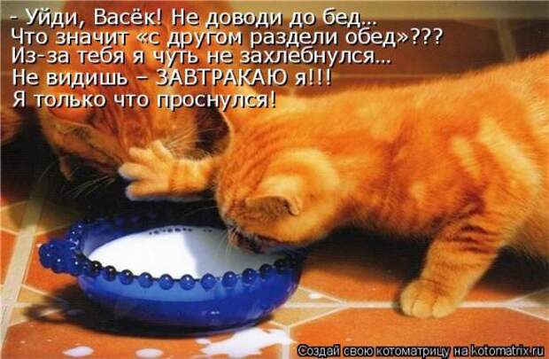 Котоматрицы(картинки с надписями)