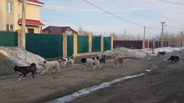 Еле отбился: в Челябинской области стая собак напала на взрослого мужчину