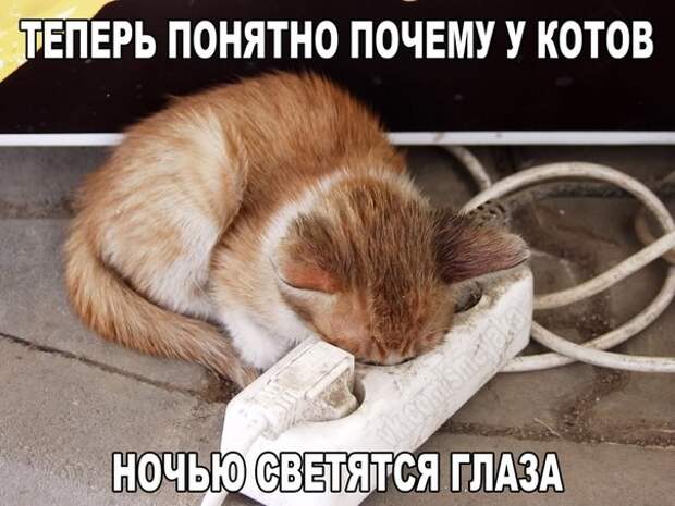 Смешные фото приколы и мемы с котами и кошками Смешные фото приколы и мемы с котами и кошками животные, коты, прикол, юмор