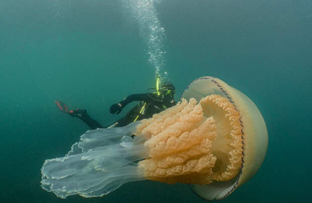 У берегов Англии засняли гигантскую медузу