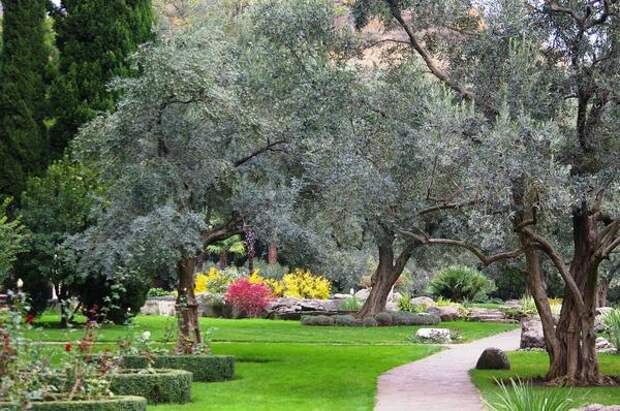 Ажурные кроны деревьев маслины европейской, фото автора