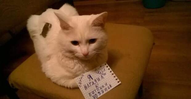 белый кот с запиской