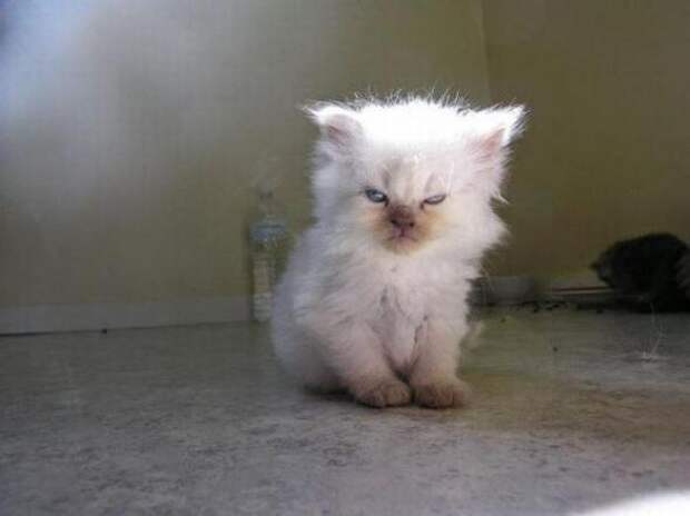 Котики