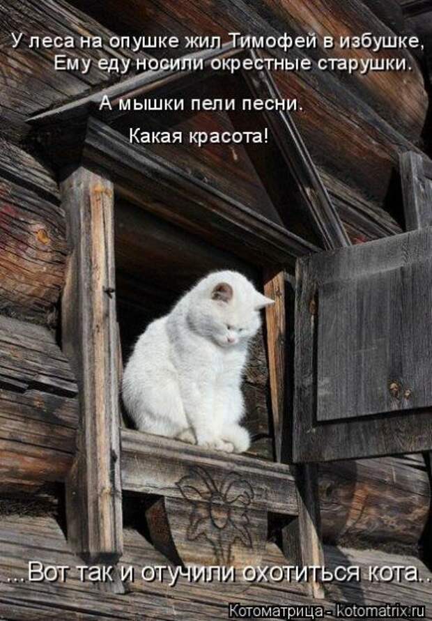 Лучшие котоматрицы недели (50 фото)