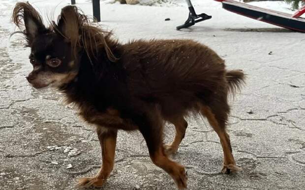 Приют для бездомных животных под Рязанью откроют в 2027 году