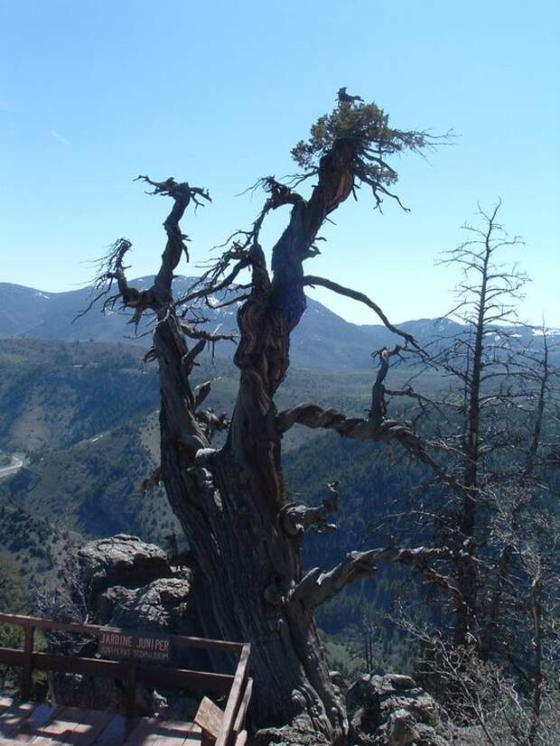 http://greenword.ru/images/oldest-trees/oldest-trees09.jpg