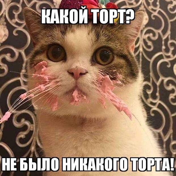 Забавный котопост) Забавный котопост)
