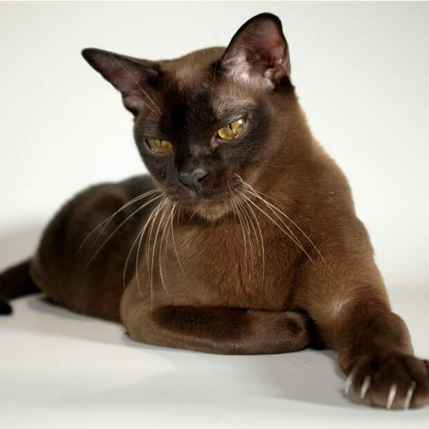 Бурманская котята., кошки, породы