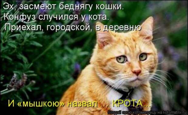 Котоматрицы (картинки с надписями)