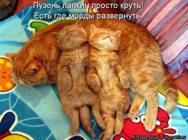 Котоматрицы(картинки с надписями)