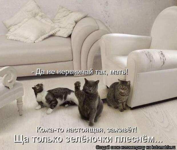 Котоматрицы(картинки с надписями)
