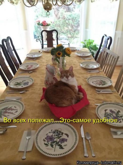 Котоматрицы(картинки с надписями)