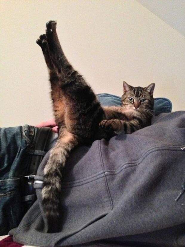 Котики