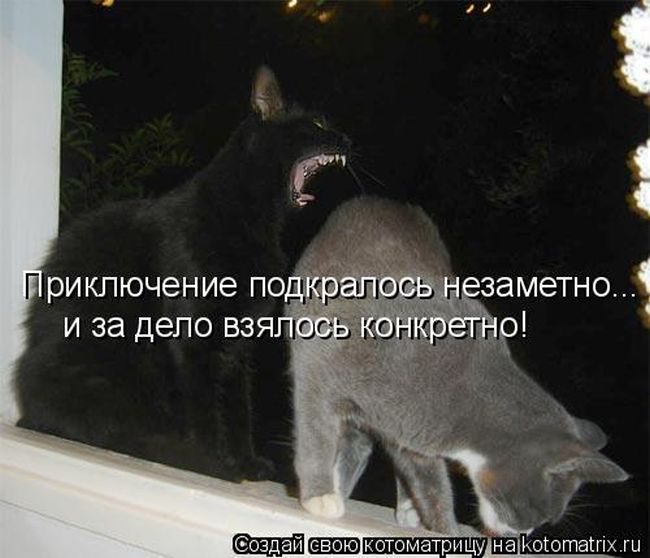 Лучшие котоматрицы недели