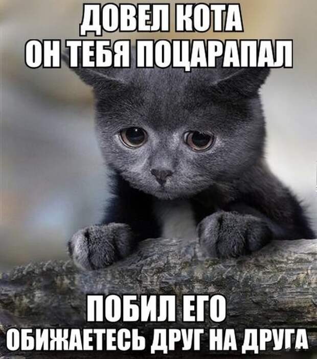 Прикольные картинки