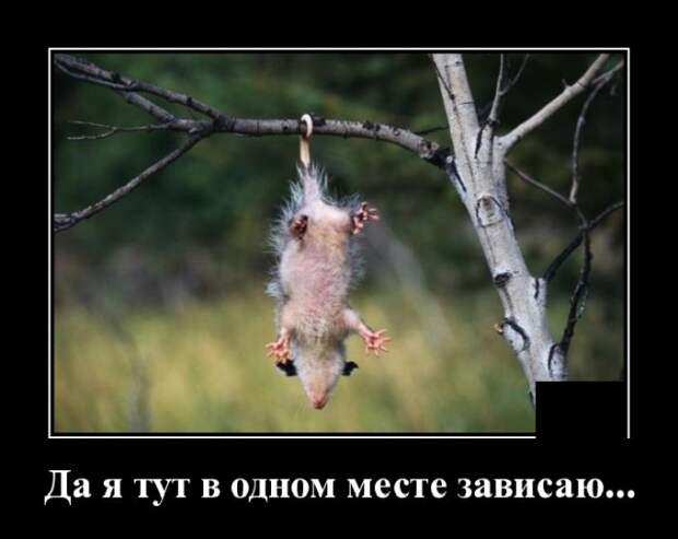 Демотиваторы (20 фото)