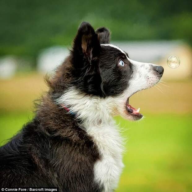 Пёс впервые увидел мыльный пузырь, автор - Connie Fore животные, конкурс, фото, юмор