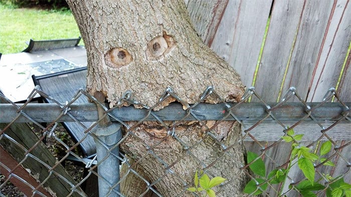 My Sister's Tree Is Eating Her Fence My Sister