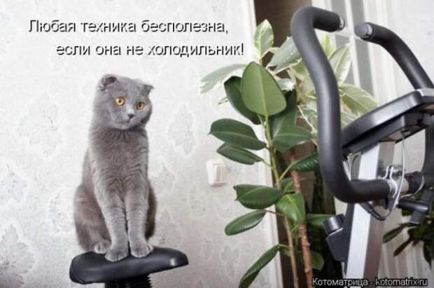 Котоматрицы (картинки с подписями)
