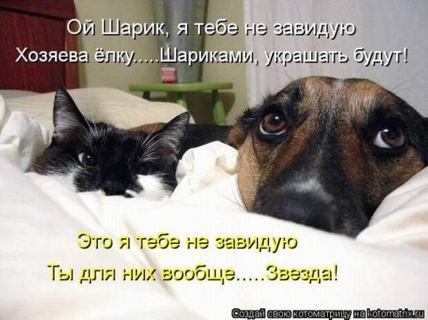 Котоматрицы (картинки с подписями)