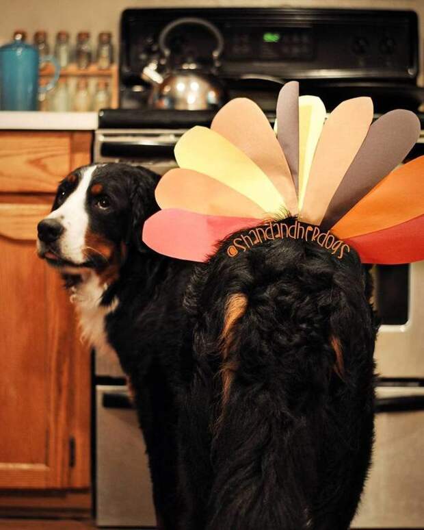 25 забавных фото собак в костюмах индейки на День благодарения день благодарения, животные, забавно, мило, мимиметр, питомцы, смешно, собаки