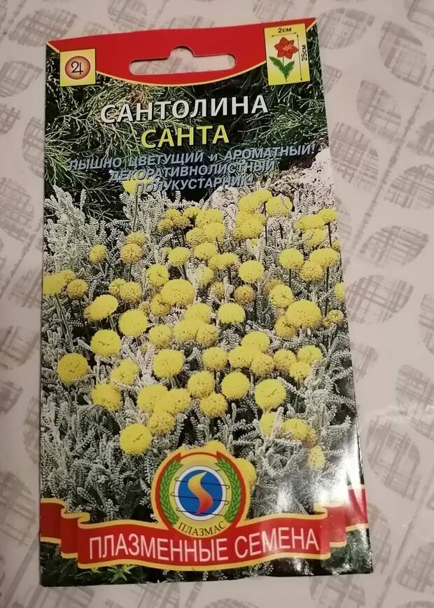 Сантолина, или как я опять за семенами сбегала