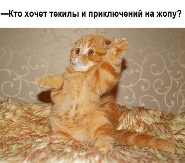 Смешные фото приколы и мемы с котами и кошками Смешные фото приколы и мемы с котами и кошками животные, коты, прикол, юмор