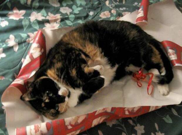 Коты на Новый год