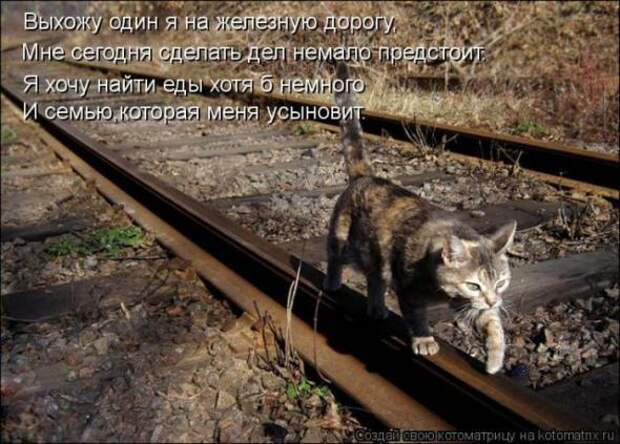 Котоматрицы (картинки с подписями)