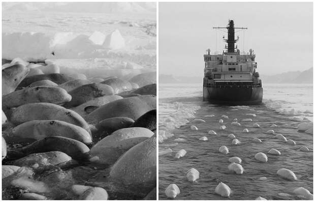 Как находчивый экипаж советского ледокола «Москва» спас китов под песни Аллы Борисовны