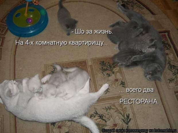 Лучшие котоматрицы недели