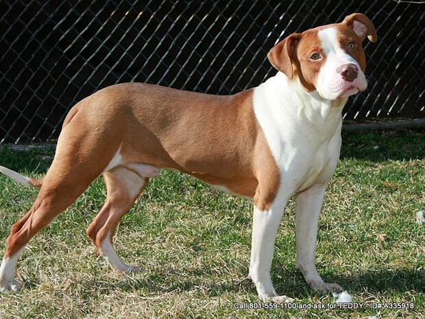 AggressiveDogs07 AggressiveDogs07 10 самых агрессивных пород собак