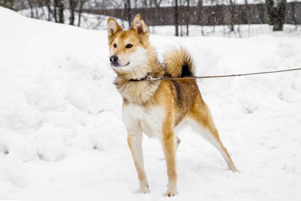 Приютский пес стал донором для домашней собаки и благодаря этому обрел хозяев волонтер, истории спасения, пес, приют, собака