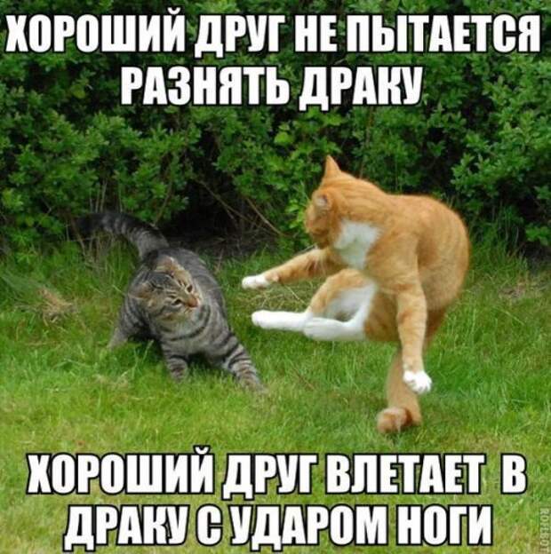 Приколы с друг другом. Лучший друг прикол. Хороший друг влетает в драку. Лучшие друзья прикол. Друг влетает в драку с ударом.