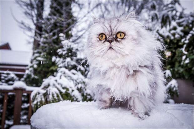 Зимние забавы кошек