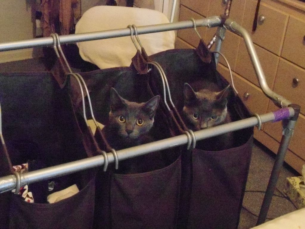Смешные и забавные кошки