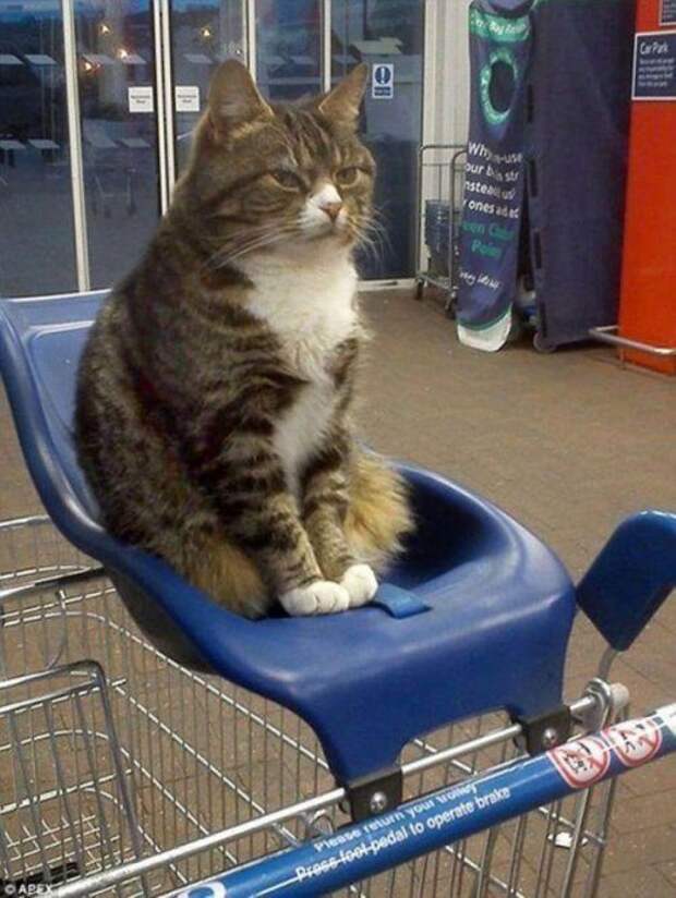 Забавный котопост)